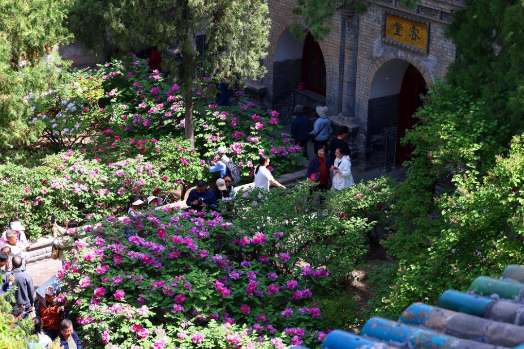 Taiyuan’s 400-year-old peonies draw crowds to annual culture month
