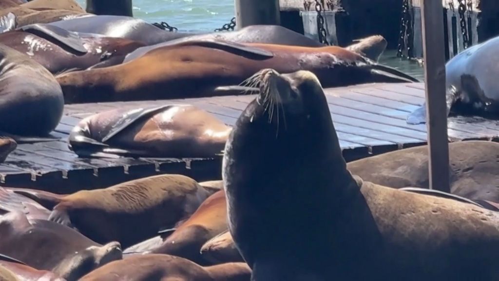 Massive sea lion makes rare appearance in San Francisco