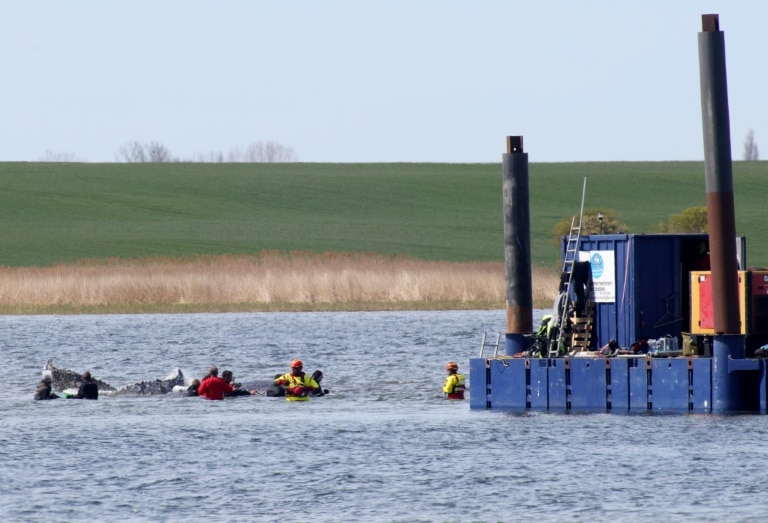 Germany holds breath as stranded whale ‘Timmy’ sets off in barge