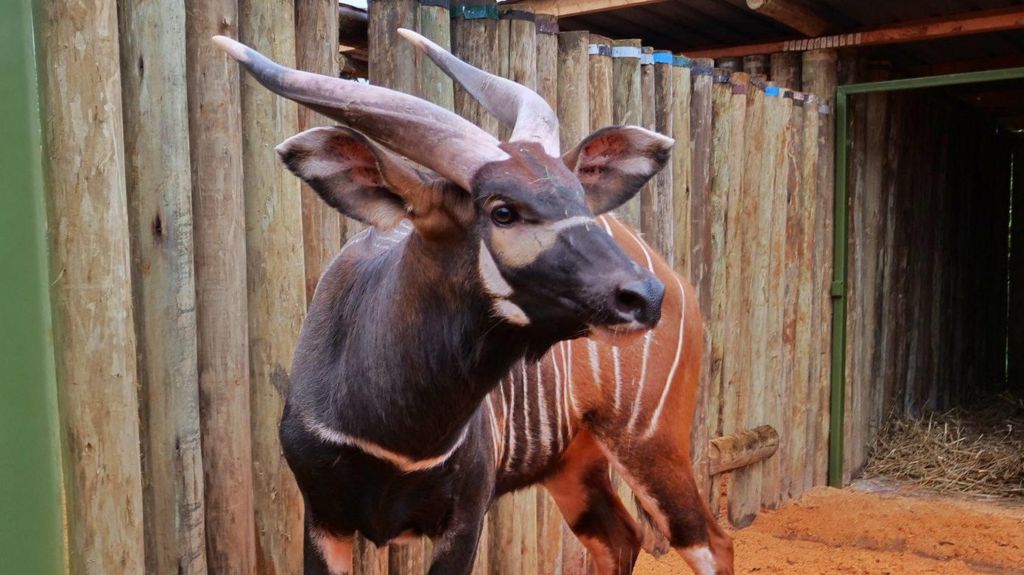 ‘Historic homecoming’ as endangered antelopes flown to Kenya from Czech Republic zoo