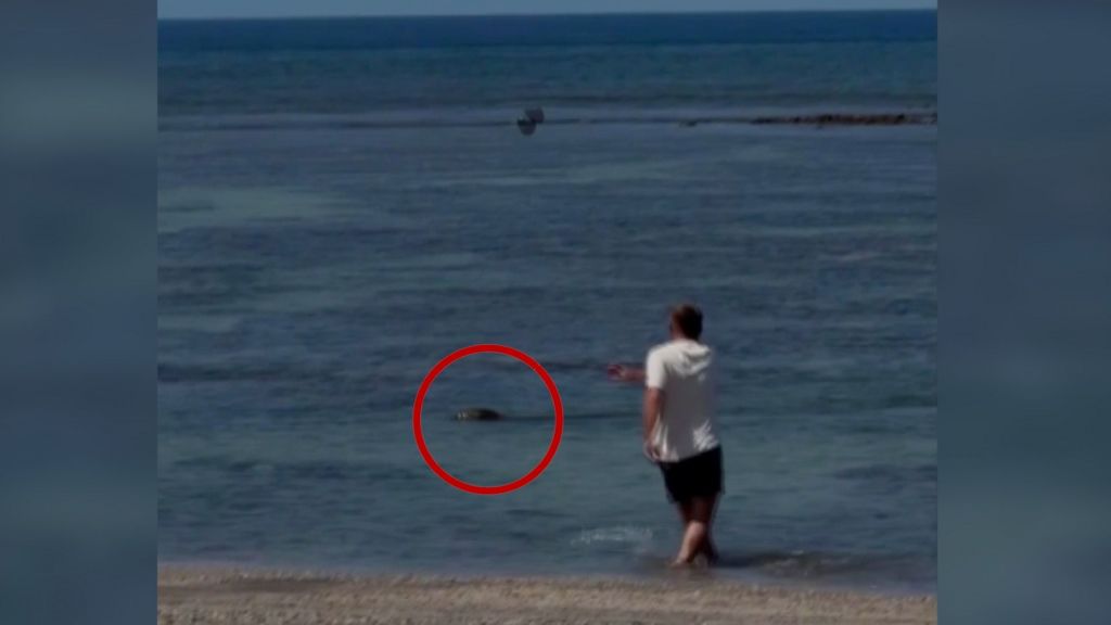 Video of man throwing rock at seal in Hawaii sparks anger