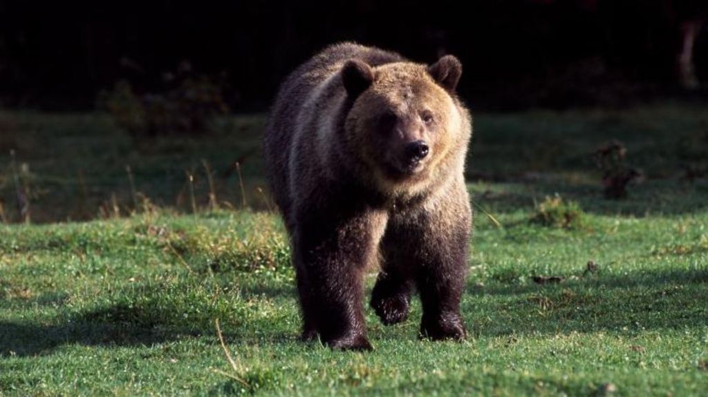 Missing hiker killed in possible bear attack in Montana