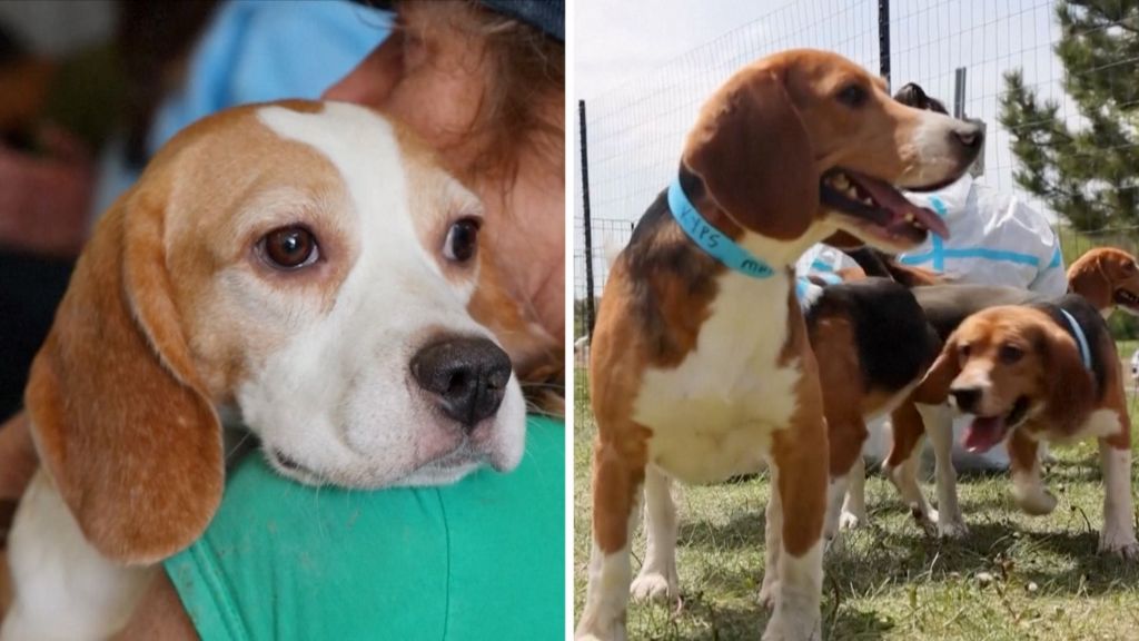 Watch: Hundreds of beagles rescued from breeding facility being rehomed