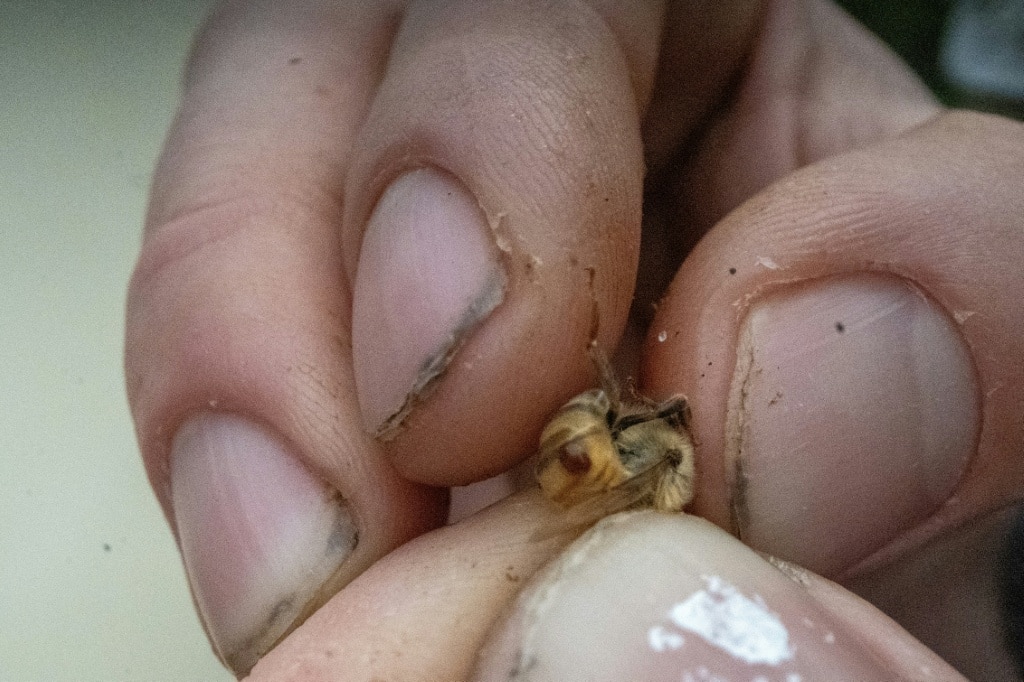 As bee population collapses, US apiarists fear research cuts