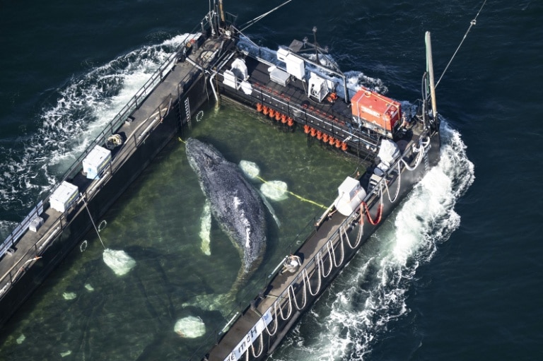 Humpback whale stranded in Germany released into North Sea: media