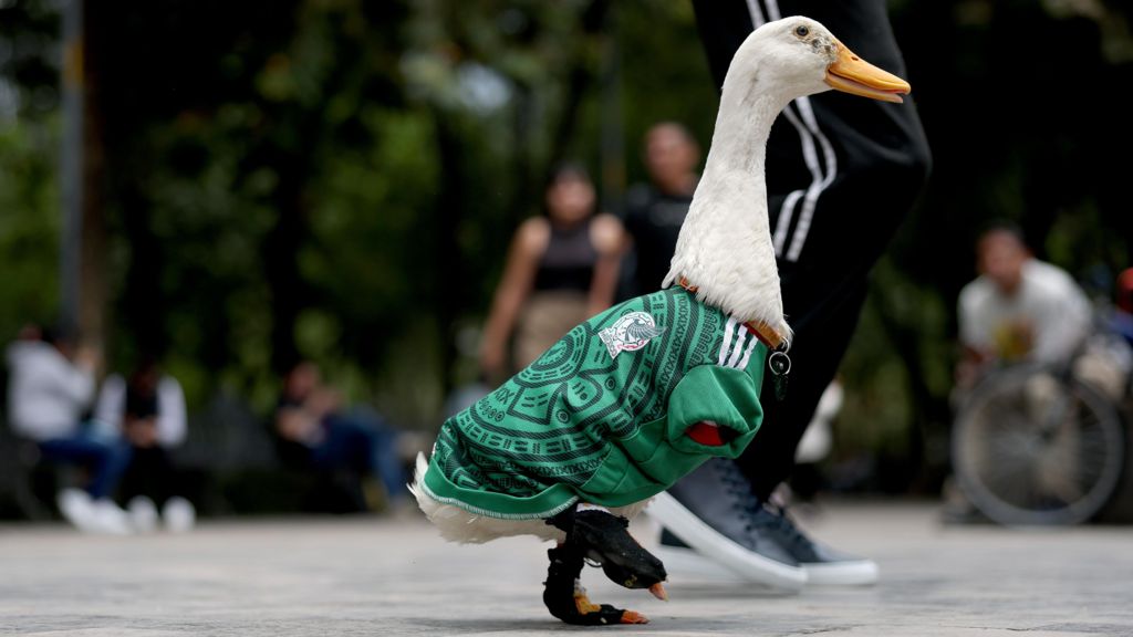 Meet Merlin the Duck: Mexico’s World Cup ‘ambassador’