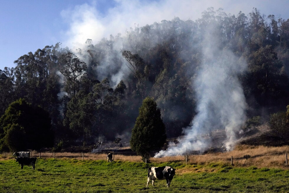 Colombia passes law to track cattle and keep deforestation-linked beef out of supply chains