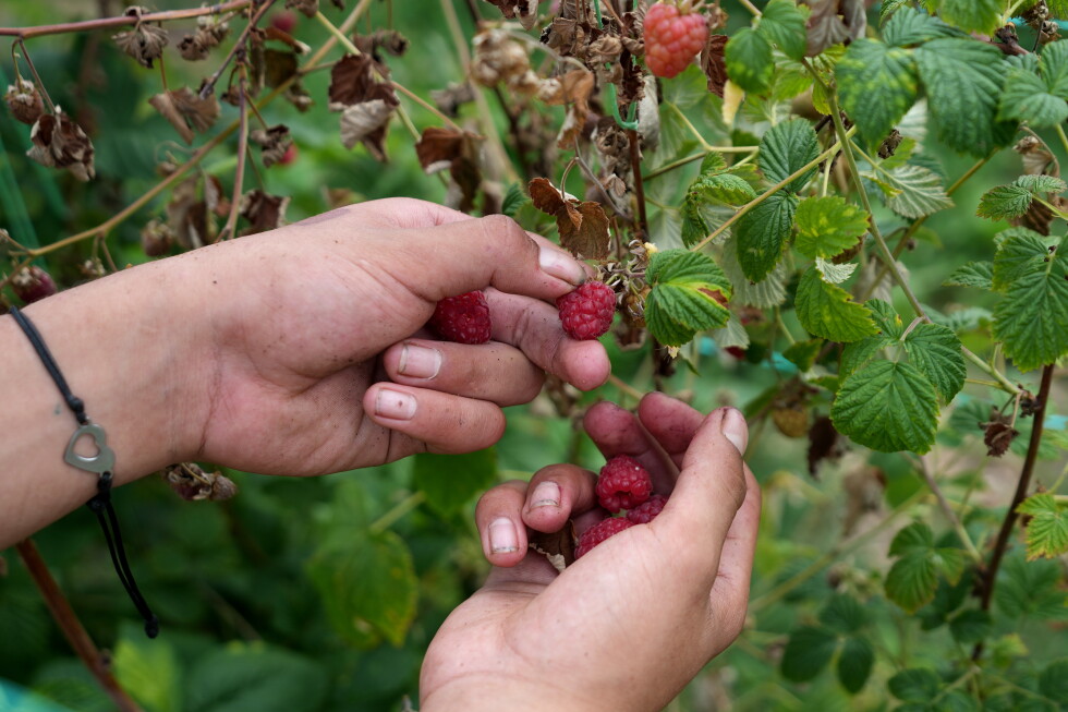 A Serbian town is known for raspberries that are exported around the world