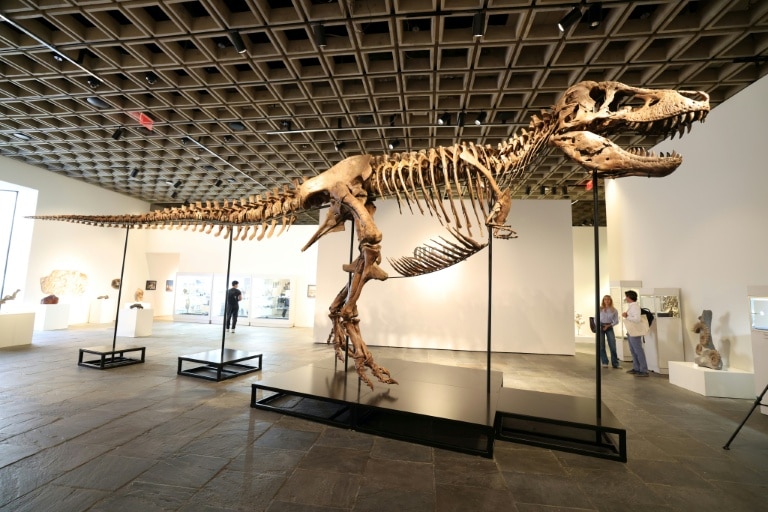 ‘Gus’ the T. rex fetches record $50.1 mn at US auction