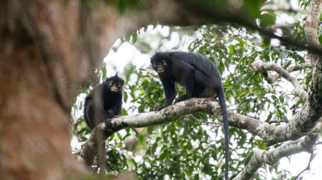 New monkey species with orange lips found ‘hiding’ in DRC forest
