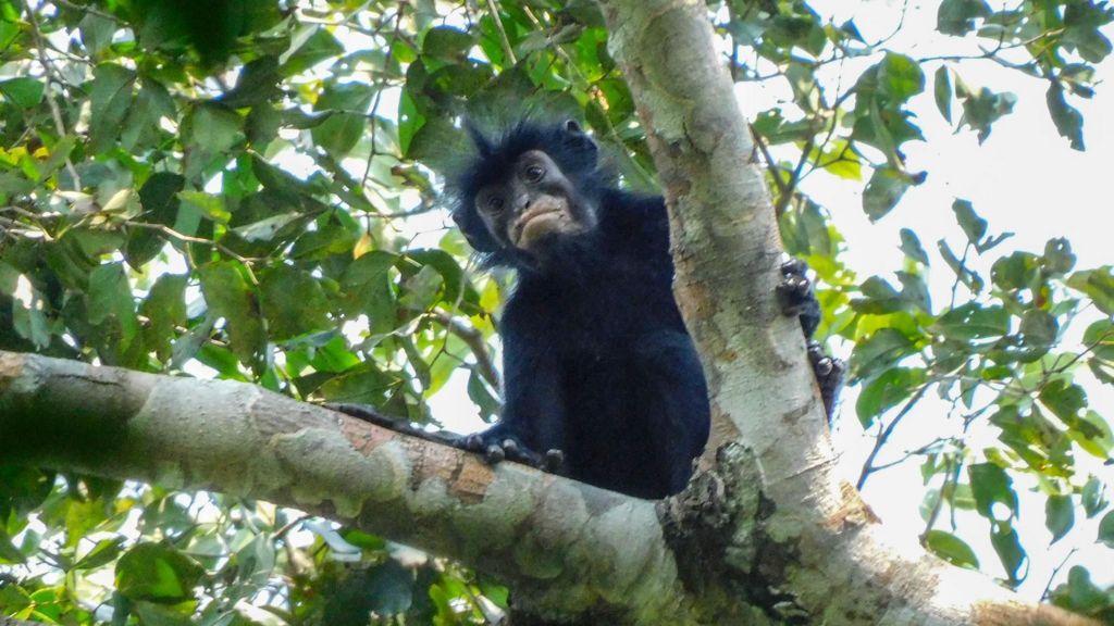 Watch: What we know about newly discovered monkey species