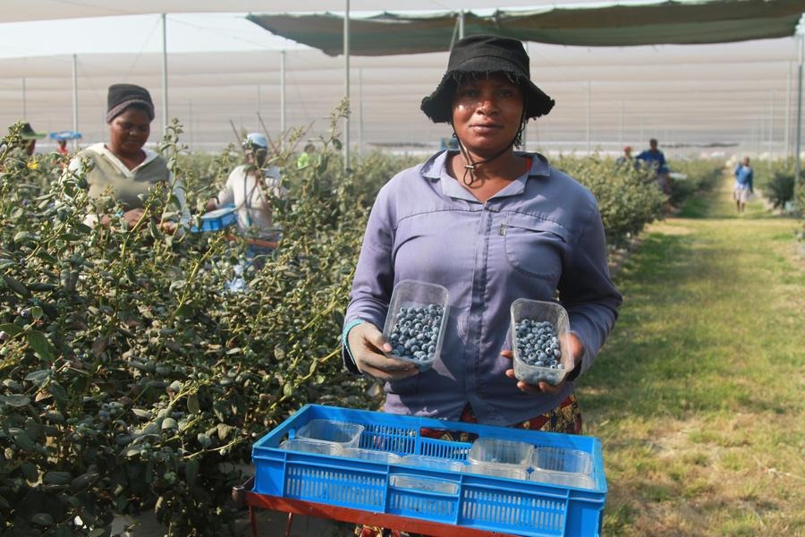 Zimbabwe exports first batch of blueberries to China as new market opens