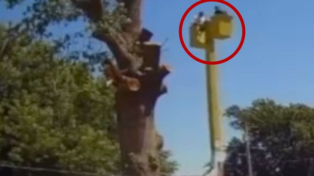 Video captures tree trimmers falling 45ft
