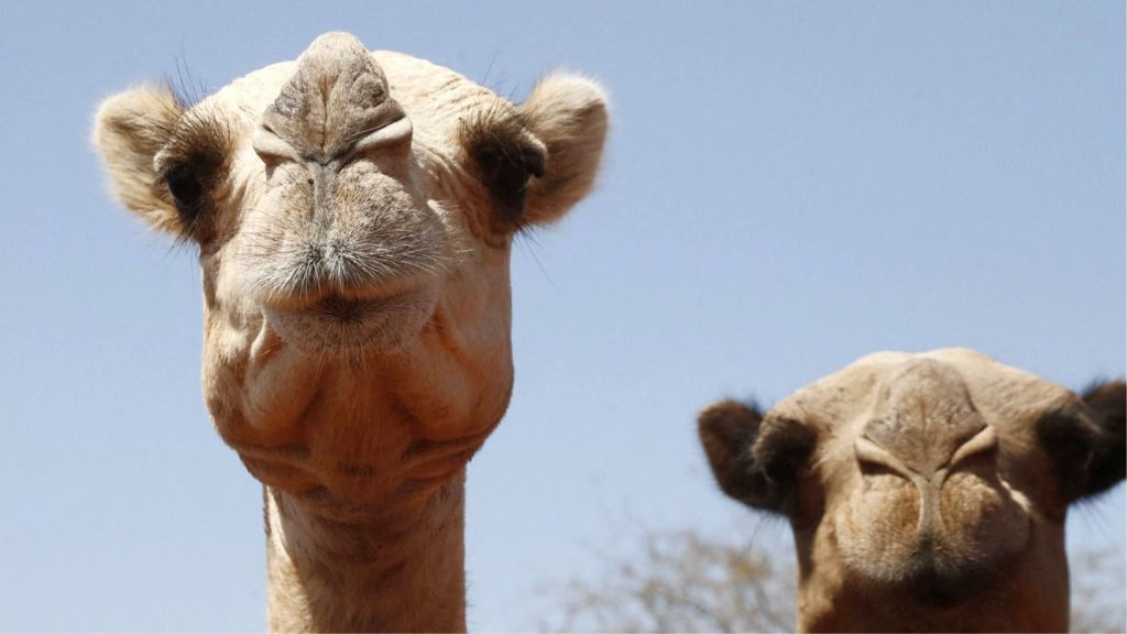 Even camels can’t cope: Africa’s ships of the desert hit by rising temperatures