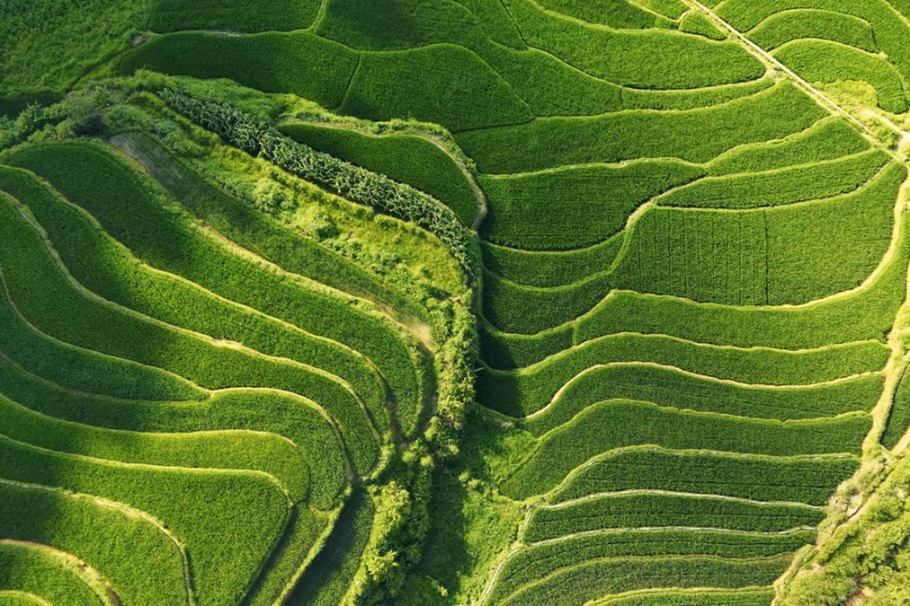 Yunnan’s terraced rice fields burst with summer greenery in Guangnan