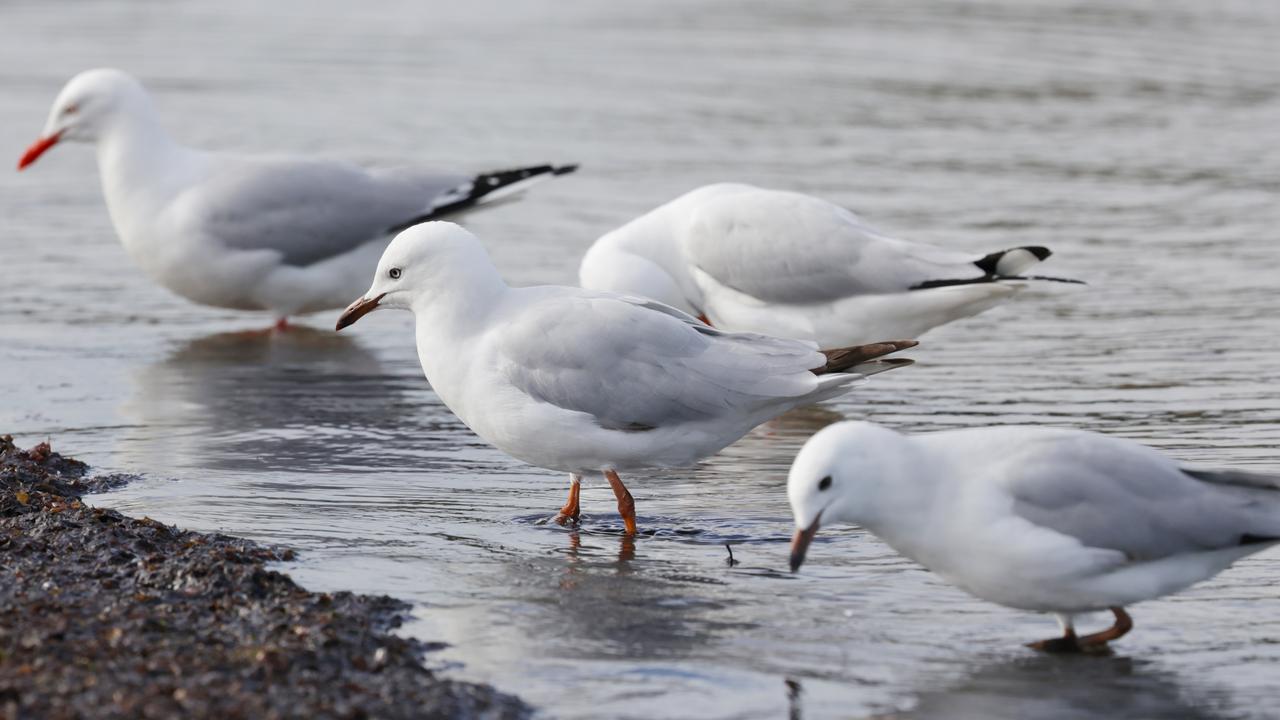 More than 24k calls for bird flu in Australia, Agriculture Minister reveals