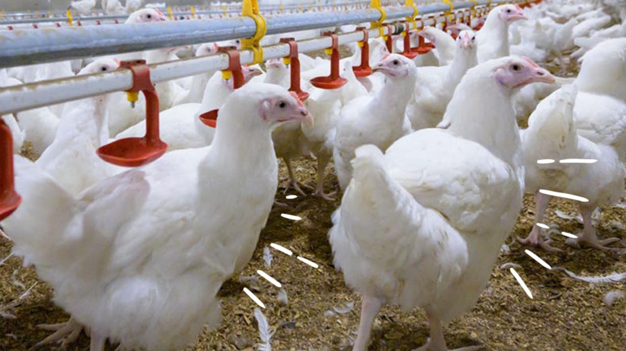 Ingham’s boss gives stark chicken price warning as H5 bird flu crisis spreads