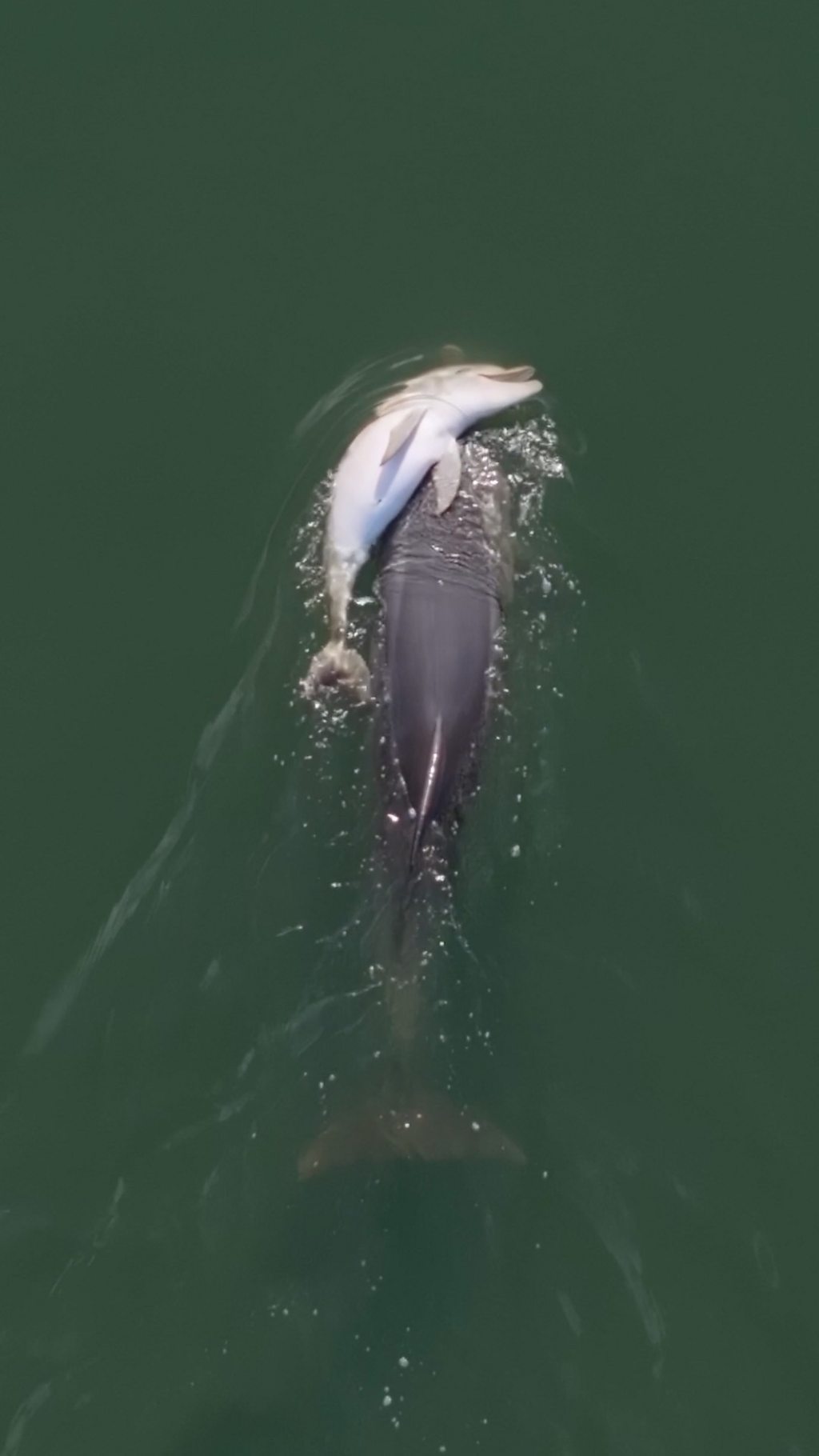 Grieving mother dolphin carries her dead calf for days