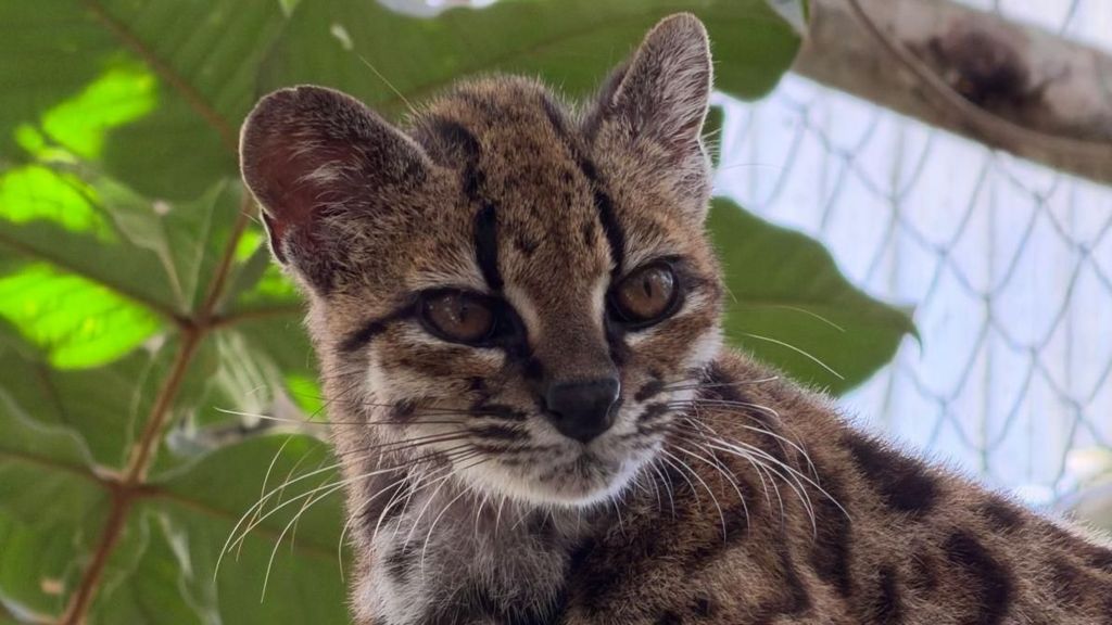 New wild cat species discovered – with only one known living member