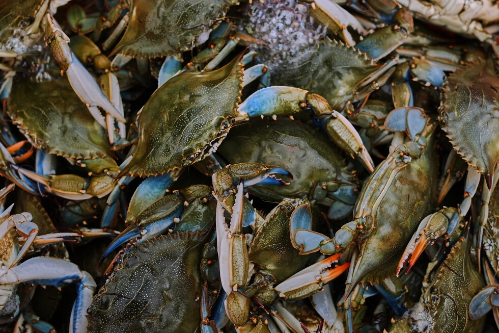 Italians enter uneasy truce with invasive blue crabs, exporting crustaceans they won’t eat