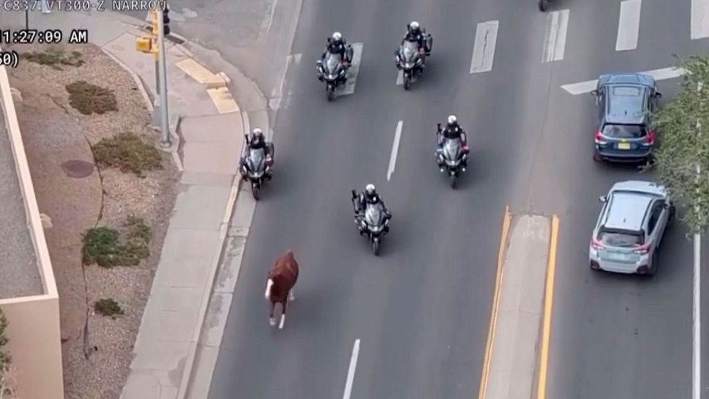 Runaway horse captured by police on motorbikes