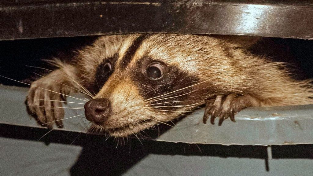 US dictionary adds 1,400 words, including neckbeard, trash panda and cuffing season