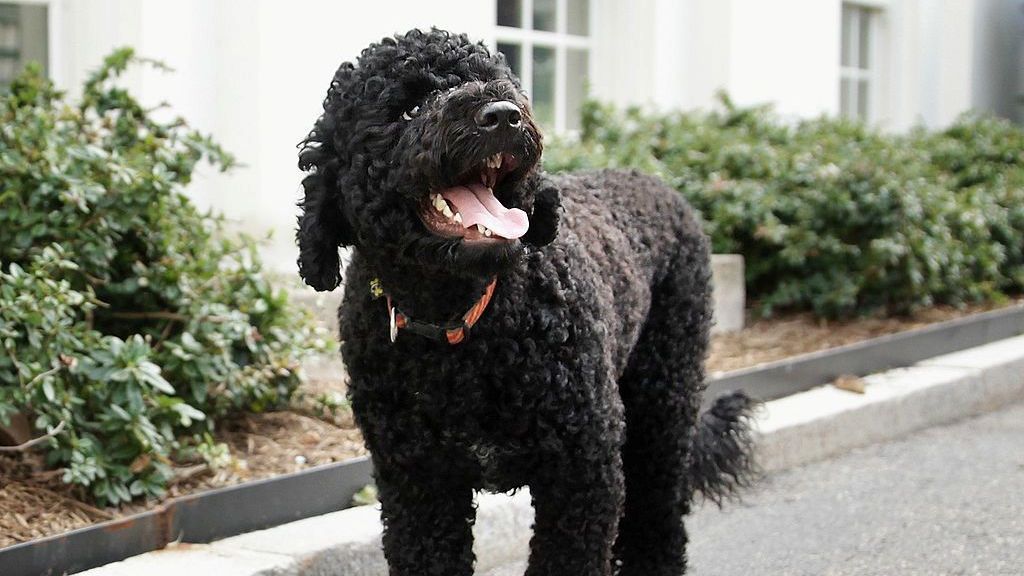 Obamas’ ‘fiery and gorgeous’ dog Sunny dies