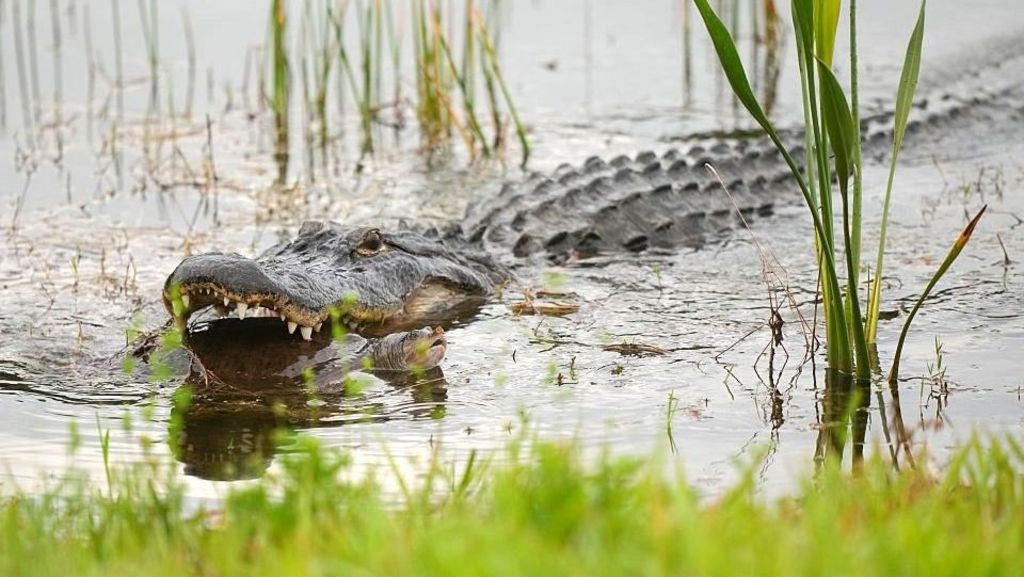 Alligator kills 71-year-old man fishing in Florida